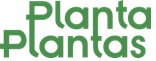 planta palma 